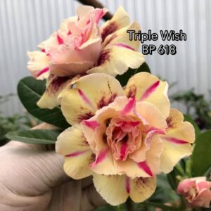 ROSA DO DESERTO TRIPLE WISH