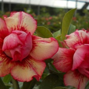 ROSA DO DESERTO - TS317