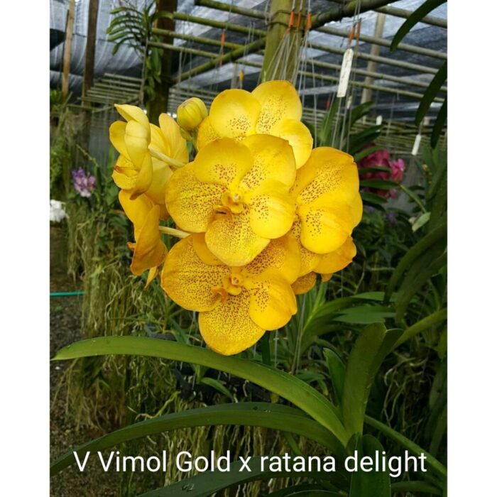vimol 2