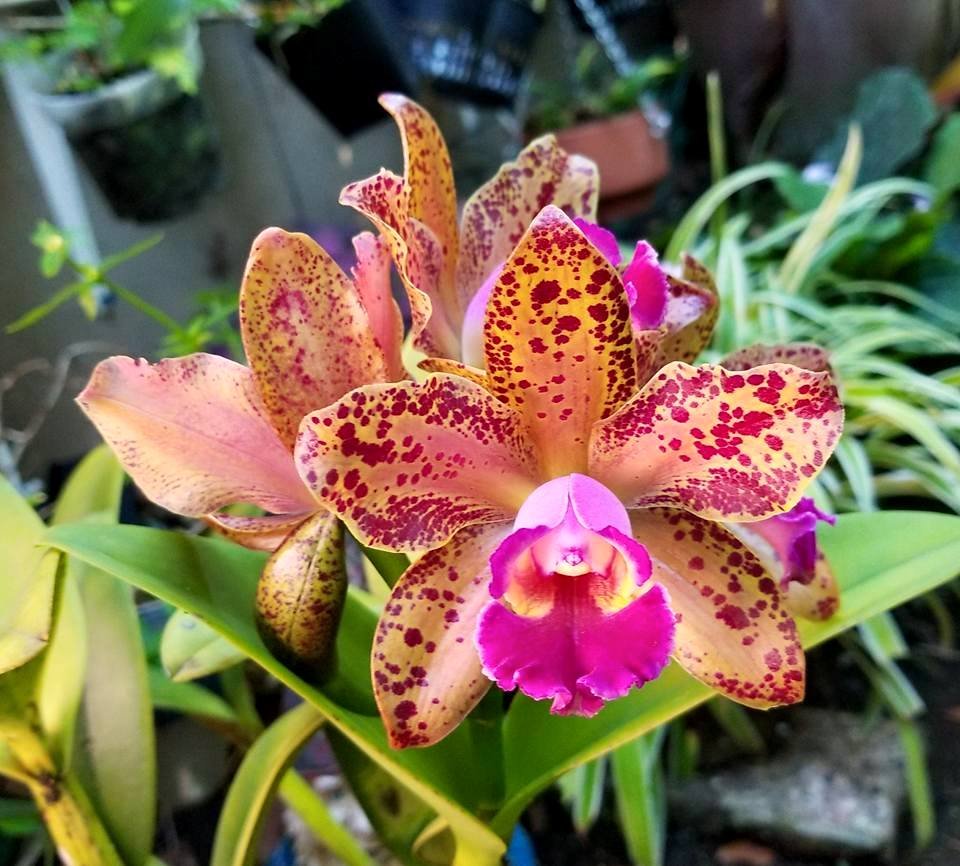 waianae-leopard-2.jpg waianae leopard 2