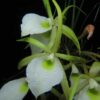 1092 Brassavola perrini 7 1