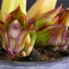 1200px Bifrenaria tetragona 2 1