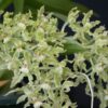 GOMESA RECURVA NBS 3 1200px Gomesa crispa 1