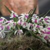 LEPTOTES BICOLOR  X SIB MUDA
