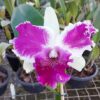 LC RED EMPRESS X LC SHELLIE COMPTON PRÉ ADULTA 2 1287 20160524 075603 3