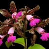 CATLEYA LEOPOLDI LILAZINA MUDA 5 A 10 CM 3 14370033013 9195943e2a b1 f141648f704db0558515119755806981 1024 1024 2
