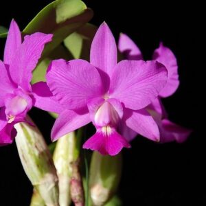 COMBO #3 - 10 WALKERIANAS 20 1439054389fa75712e997899c1bcde03 2