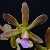 190 Encyclia santanae 1