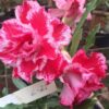 ROSA DO DESERTO L25