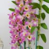 DENDROBIUM HÍBRIDO D36  PRÉ ADULTO