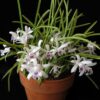 LAELIA LUNDI COERULEA - PRÉ ADULTA 2 37841393875 03facf3511 1