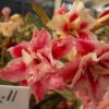 ROSA DO DESERTO 3L-11 4 3l11 1
