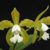 CATTLEYA LEOPOLDI ALBINA - PRÉ ADULTA 3 5370768059 3be2a705ee b 1