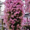 DENDROBIUM LODIGESI  ADULTO
