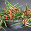 800px Ceratostylis rubra 1