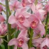 824e6a2f4e40291d83d675fc29c0aaf4 pink orchids cymbidium orchids 1