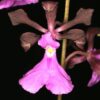 ENCYCLIA ATROPURPUREA - MUDA