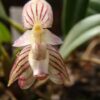 BULBOPHYLLUM AMBROSIA ADULTA 2 AMB 1