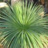 Agave stricta 3 1