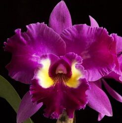 BLC EDISTO "NEW BERRY" - PRÉ ADULTA
