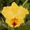 BLC. GOLDENZELLE TAIDA 1