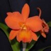 BLC. LAKELAND BRYTT 2
