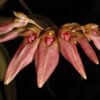 Bulbophyllum weberi 1