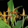 BULBOPHYLLUM LOBBII MUDA 2 Bulbophyllum 0020 lobbii 1