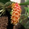 Bulbophyllum crassipes Flickr 003 1