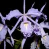 MAXIMA COERULEA HECTOR ADULTA 3 C maximafma coerulea Hector500 1