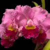 C. HORACE MAXIMA X BLC CHIA LIN NEW CITY MUDA 5 A 10 CM 2 C. HORACE MAXIMA X BLC CHIA LIN NEW CITY 1