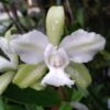C. leopoldi alba trilabelo Diana 1