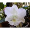 C.20alba20Laina 500x500 2