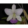 WALKERIANA COERULEA BLUE CITY MUDA 5 A 10 CM
