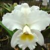 C.FrancisTCAUFloraliaAMAOS1 1