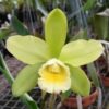 CADMIUM LIGHT X WAIKIKI GOLD PRÉ ADULTA 3 CADMIUM LIGHT 2