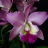 CATLEYA PINK - CORTE ADULTO 3 CATLEYA PINK 1 1