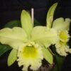 CATLEYA VERDE 1