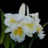 ISLAND CHAYN BLUMEN INSEL  PRÉ ADULTA