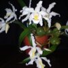 COELOGYNE CRISTATA ADULTA 3 COELOGYNE CRISTATA 2 1