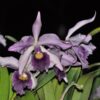 Canhamiana coerulea 1