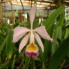 Cattleya eldorado 1