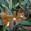 Cattleya porphyroglossa 1 1 3