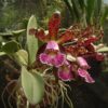Cattleya schilleriana 1 1