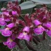 Cattleya schilleriana rubra 1