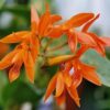 Cattleya aurantiaca 600x500 1 1 1