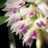 DENDROBIUM AMESTISTOGLOSSUM ADULTO 2 Cultivo 1