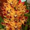 Cymbidium Hazel Fay X Wallacia Bengal orchid plant 1