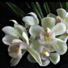 CYMBIDIUM ICE CASCADE MUDA 5 A 10 CM 3 Cymbidium Sarah Jean Ice Cascade 600x601 1 1