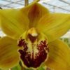 Cymbidium mini per tak Florisun Vera 1